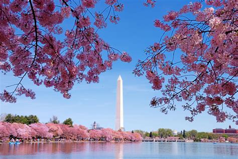Spring Blossom Festival .